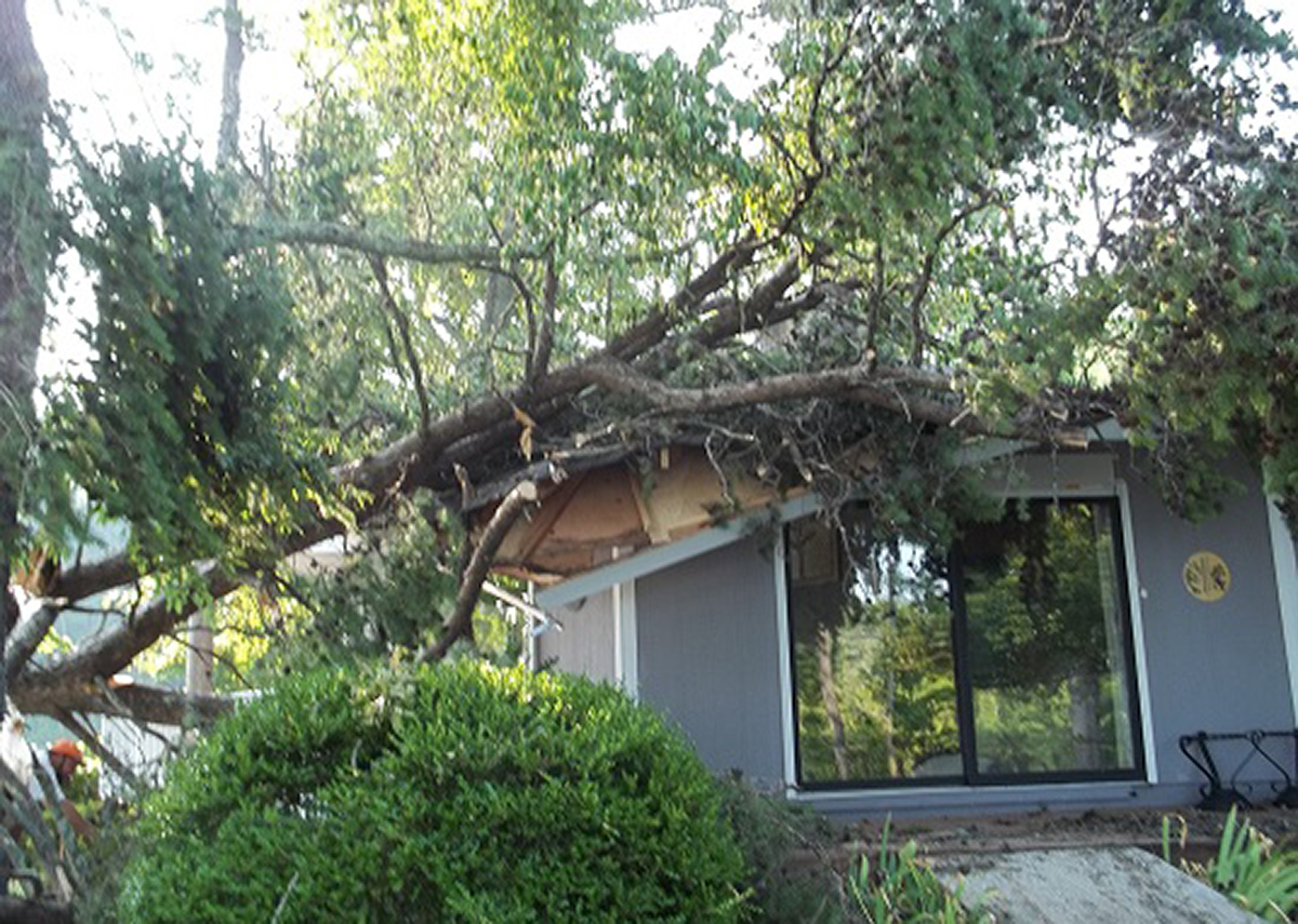 Fallen tree on home