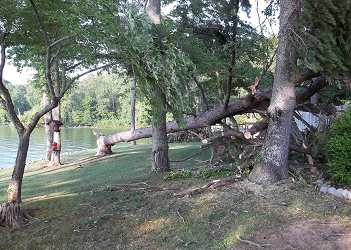 Fallen trees in yard by a lake