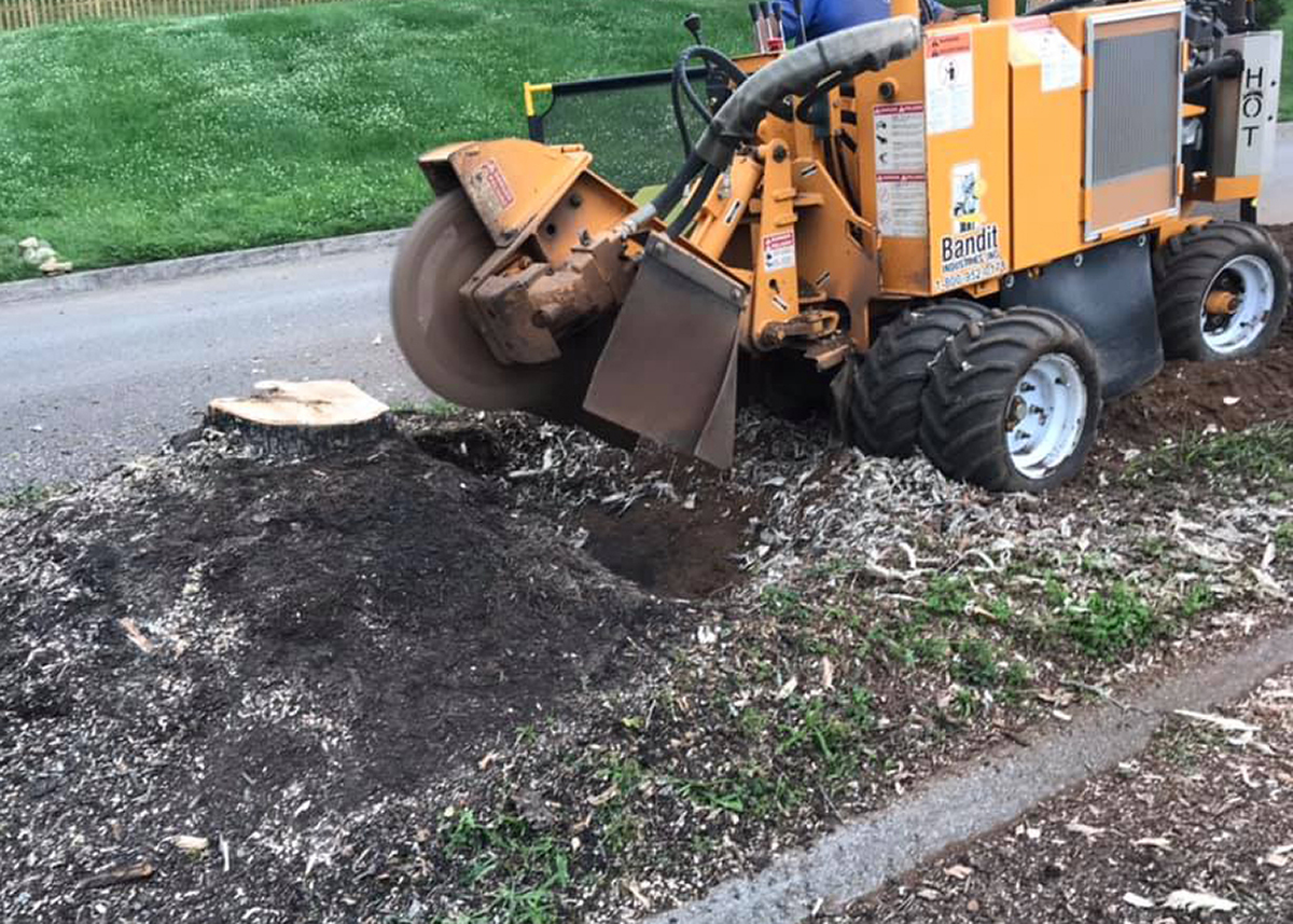 Stump Grinding in action